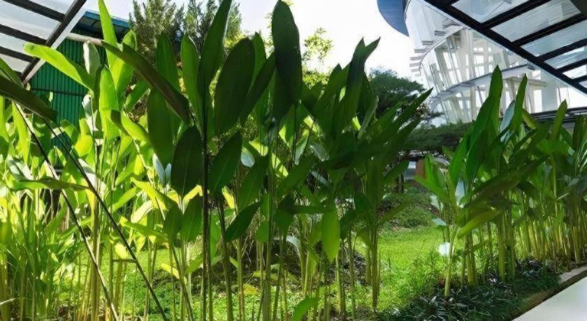 فندق أسري بلازا آسيا تاسيكمالايا المظهر الخارجي الصورة